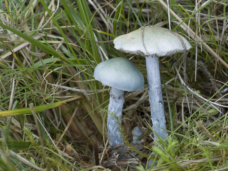 Stropharia pseudocyanea